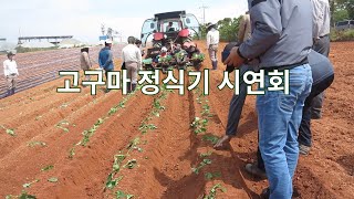 고구마 정식기 시연회 관람기