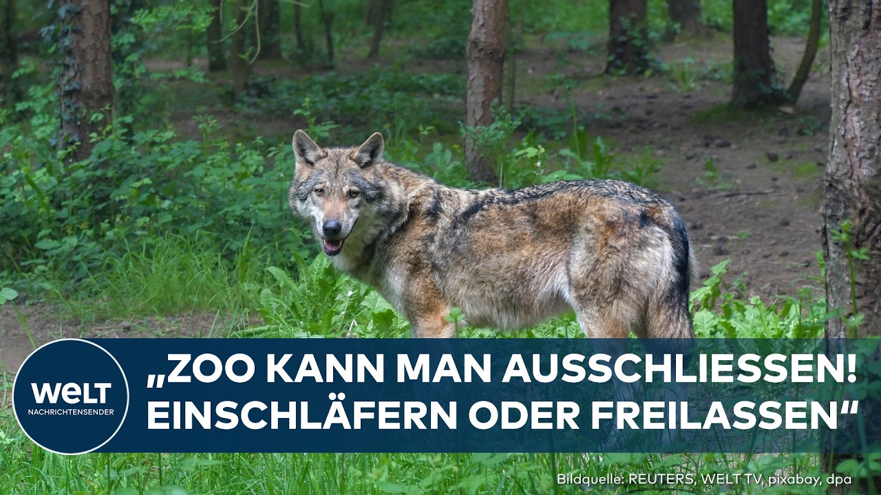 DEUTSCHLAND: Wolfs-Schock! Angriff entfacht hitzige Debatte über Abschuss