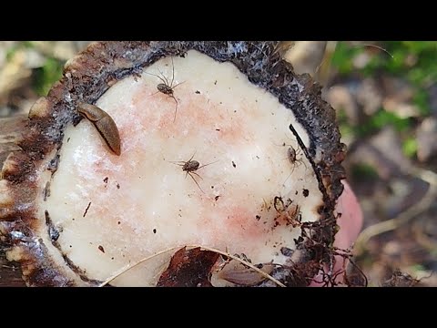 Zrzuty jeleni 2026. Pofarciło i mi😉 czternastak 2.80kg i myłkus 1,64kg.