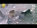 Monkey Vs Dog Real Fight Funny Dog Vs Monkey Video L Funny Video L Comedy Videos