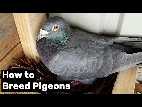 , title : 'How to Breed Pigeons - [Step by Step]'