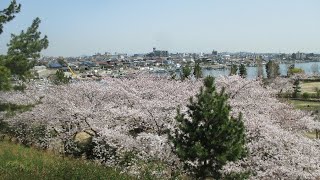 明石海浜公園　桜