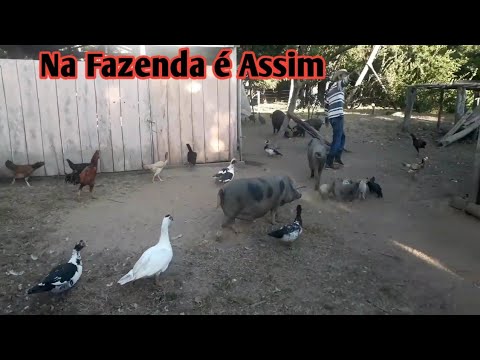 ENCANTOS DA ROÇA. AS BELEZAS DO SERTÃO