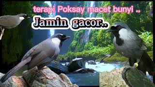 Download lagu terapi Poksay Hongkong macet bunyi#poksayhongkong #poksayhongkonggacor mp3