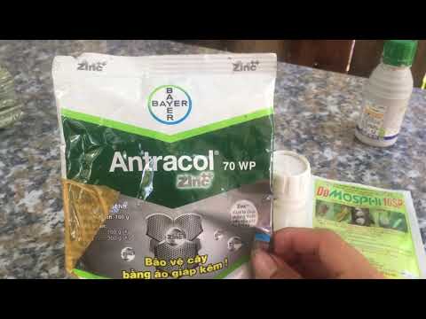 Cách phun thuốc phòng ngừa bệnh cho cây mai vàng