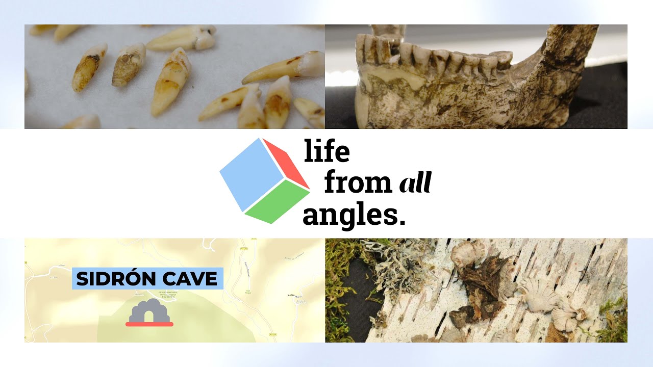 What Can Neanderthal Teeth Teach Us About Oral Microbiomes? | Life From All Angles