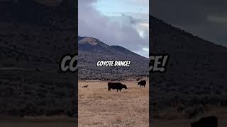 Download lagu coyote dance# Mexican Ditch Trail#carsontrailchallenge mp3