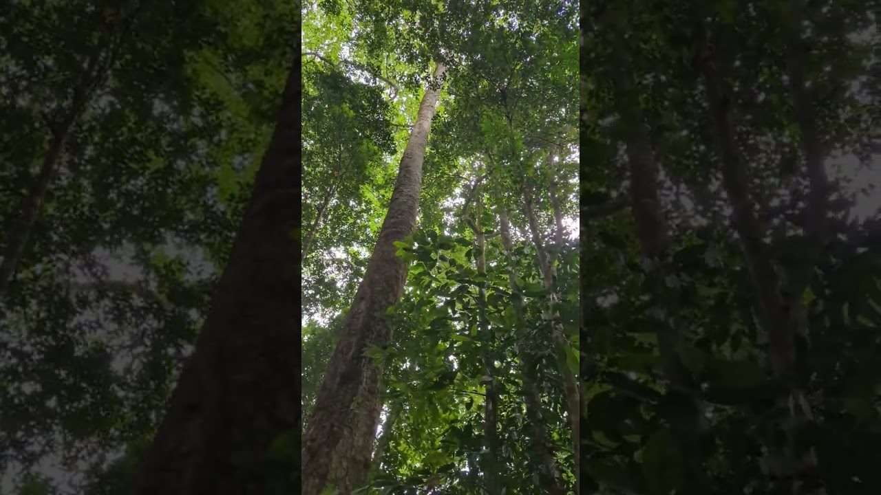 YouTube Short thumbnail