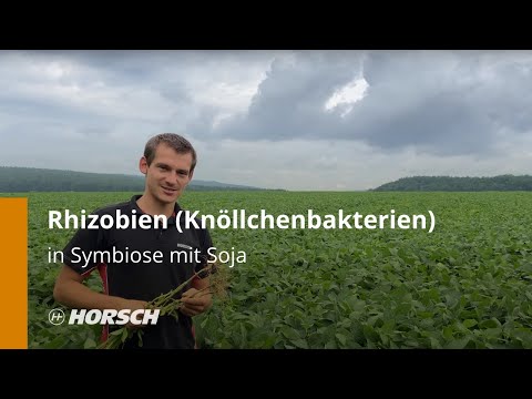 Rhizobien (Knöllchenbakterien) in Symbiose mit Soja