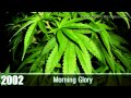 Cannabis Cup Winners - Best Marijuana Strains ...