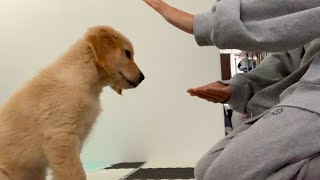 Golden retriever puppy Bisuke challenged Stay