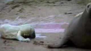 Seals make it look so effortless.