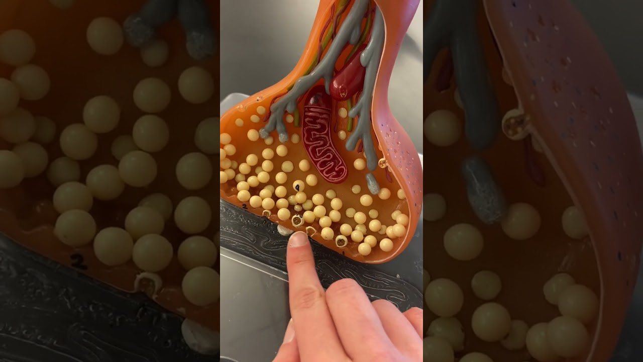 Synaptic End Bulb Model