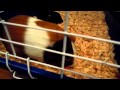 Guinea Pig Linny HQ