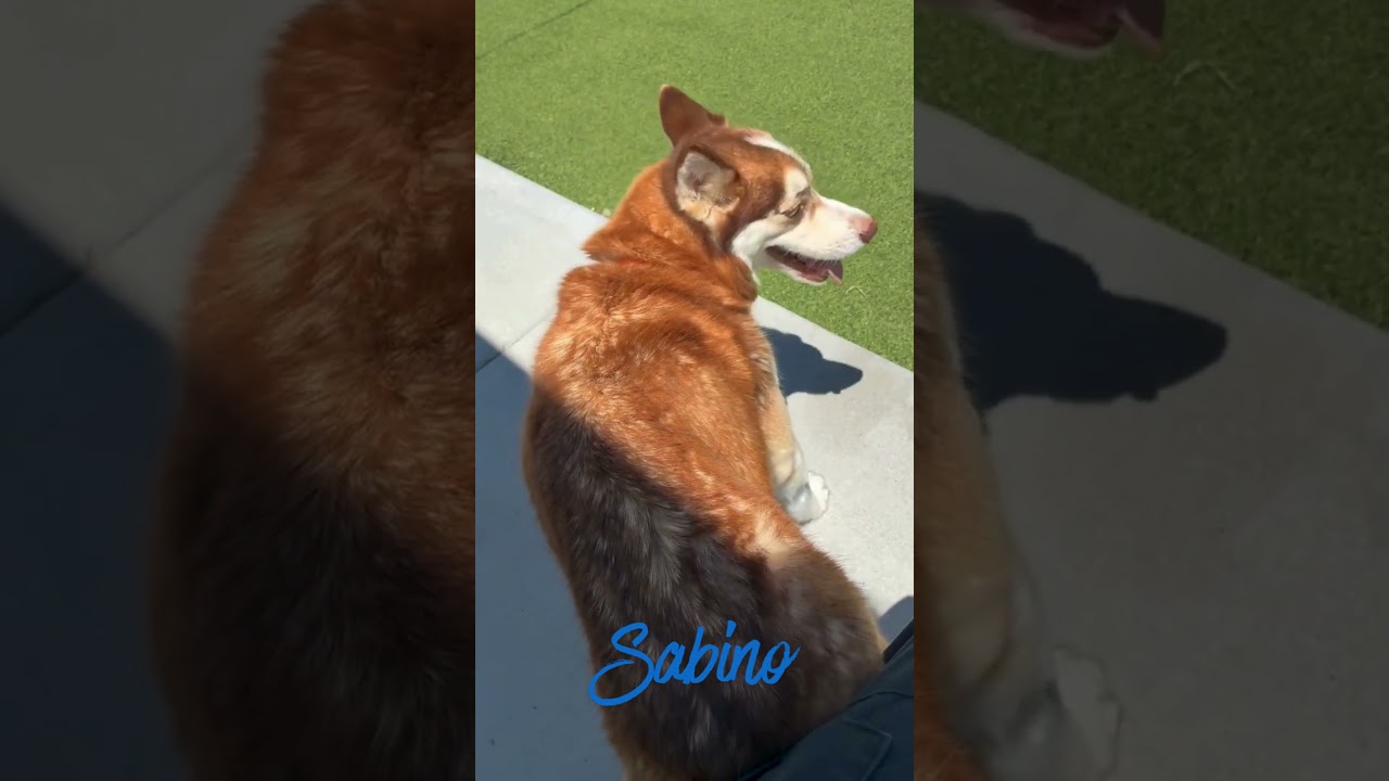 Enlarge Sabino (MR26-326), a Adoptable mixed breed in Peyton, CO video 6/6