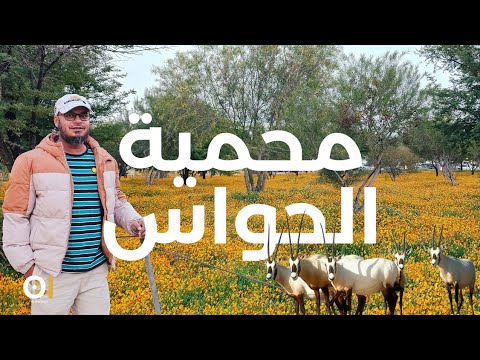 Al Hawas Reserve: A Sanctuary to Explore in Qassim Region محمية الحواس من محافظة المذنب