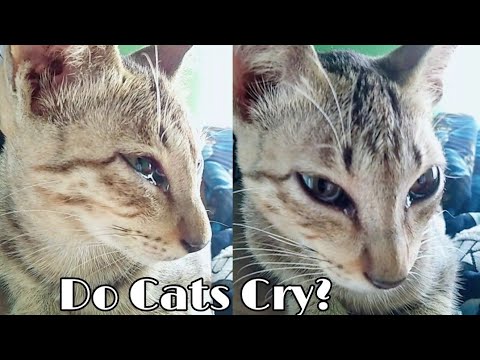 Cat Crying With Tears! Do cats cry? #shorts