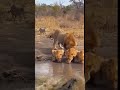 Singa Betina Menolak Ajakan Kawin Singa Jantan Animal Singa Wildlife