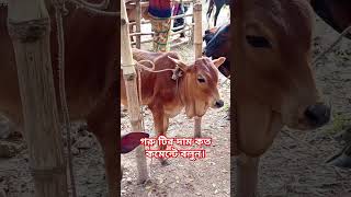 Download lagu সিন্দি জাতের একটি গরুর বাছুর।🐄🐄🐄🐄🐄 mp3