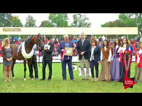 2ND PLACE N.89 CALATEON - 2017 Pride Of Poland - Senior Stallions Championship (Class 15)