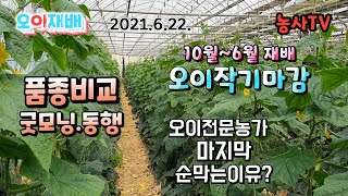 오이재배, 2020년 10월~2021년 6월 말까지 오이작기 마감, 오이 품종 굿모닝과 동행 비교결산, 오이…