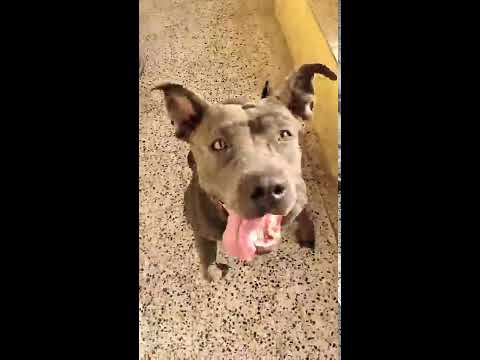 download lagu mp3 mp4 Pit Bull Pune, download lagu Pit Bull Pune gratis, unduh video klip Pit Bull Pune