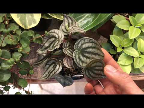 Peperomia Collection