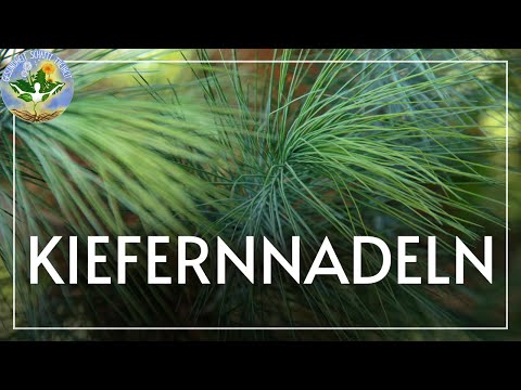 Kiefernnadeln - Soletti aus der Natur