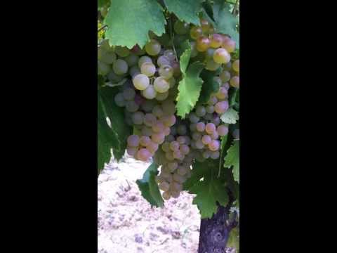 Vendemmia 2013, cosa si vede - Gavi - www.davideferrarese.it