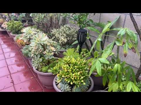 Kay's Garden Tour  - A Rainy Day in December