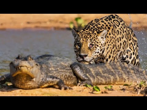 Un jaguar attaque un caïman