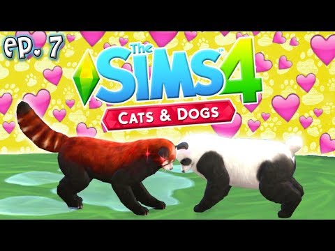 Panda Love - The Sims 4: Raising YouTubers PETS - Ep 7 (Cats & Dogs)