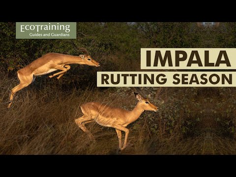 Aspects of Seasonal Mating | The Impala Rut