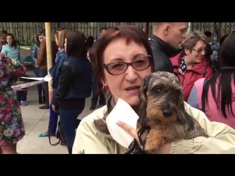 Уссурийский талисман 2016 или праздничная такса-тусовка 😜