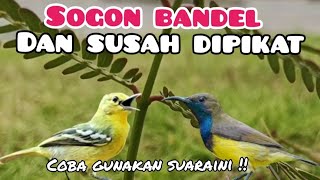 Download lagu Suara Pikat Sogon Ribut Kombinasi Burung Sirtu Terancam  mp3