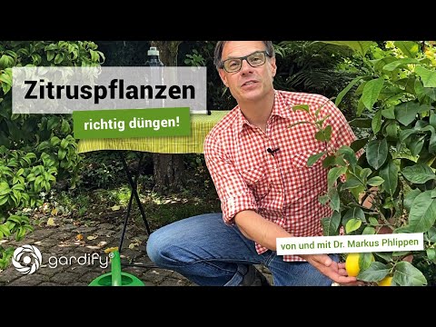 Fertilize citrus plants properly! | gardify tips