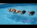 Summertime Corgi Pool Party Watch Them Now