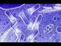 Bacteri��n / Bacteria - Listeria Listeriosis - YouTube