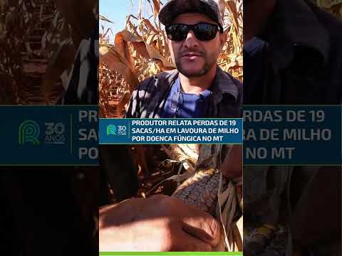 Produtor relata perdas de 19 sacas/ha em lavoura de milho por doença fúngica no MT