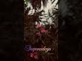 RAma Chakkani Seethaki Godavari Telugu Songs
