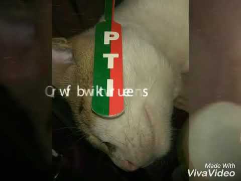 PTI cats