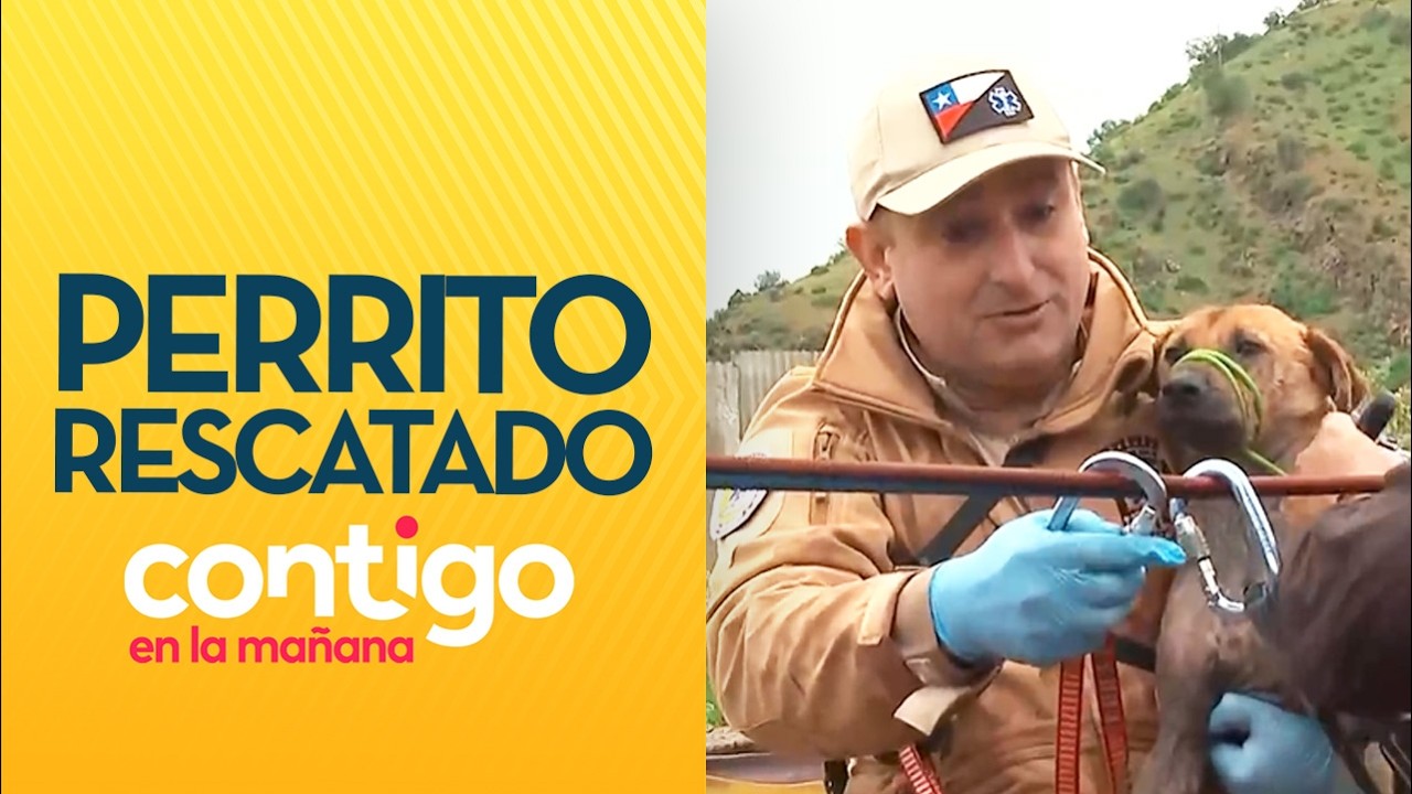 "TIENE FRÍO Y MIEDO": Perrito fue rescatado de inundación en Talagante - Contigo en la Mañana