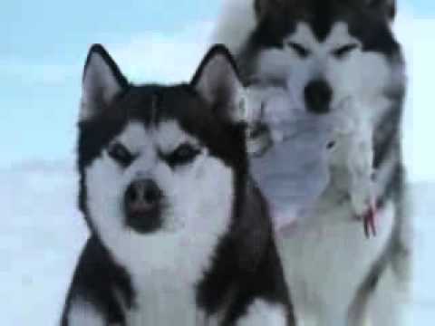 Crap_in_my_head’s Video 67314014986 g0pR4cO2Eyk