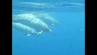 preview picture of video 'Spinner Dolphins at Honaunau, Two Step'
