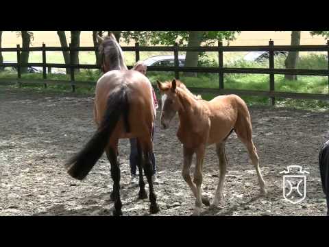 HEI142 Stutfohlen von Barcley - Dollar de la Pierre - Landgraf I