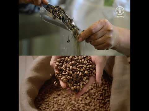 Thé et café: l’arôme de l’unité