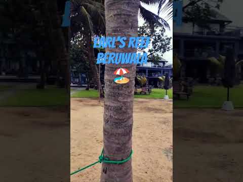 Earl's Reef - Beruwala #shorts #foryou #fyp #srilanka #beach #visitsrilanka #trending #southern