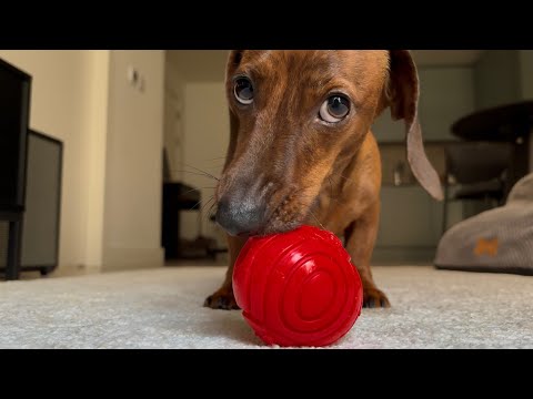The world from a mini dachshund's perspective!