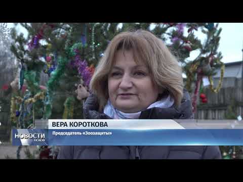 Новости Псков 17.12.2019 / Псковская «Зоозащита» запустила новогоднюю акцию для бездомных животных 