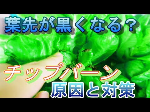 葉先が黒くなる原因は？どうすれば修正できますか?  庭園